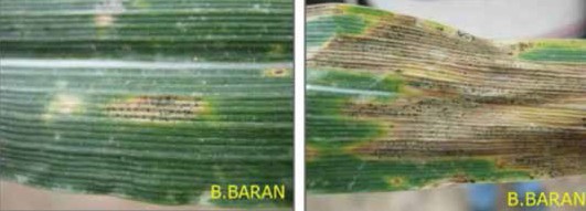 Septorya yaprak lekesi hastalığının piknitleri ve Septorya piknitleri ileri dönemde